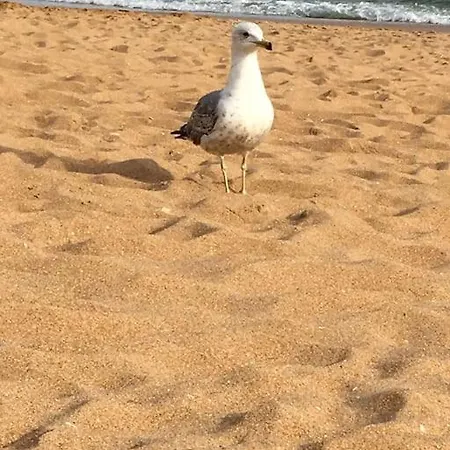 T1 Vue Mer, Proche De La Plage Lägenhet